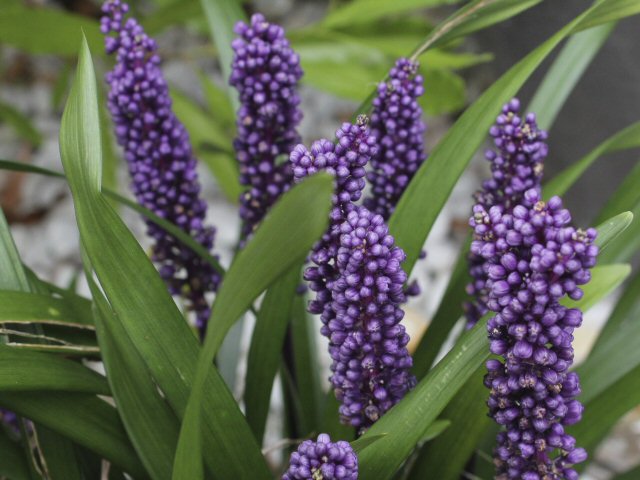 Royal Purple Liriope (Lilyturf)
