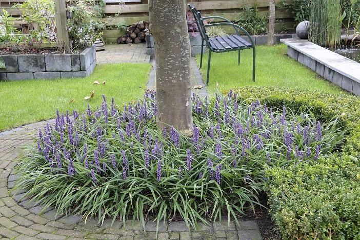 Royal Purple Liriope (Lilyturf)