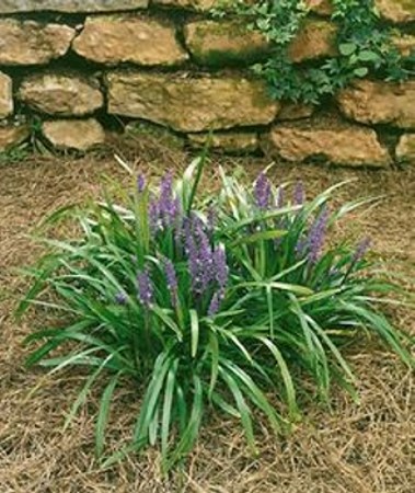 Royal Purple Liriope (Lilyturf)