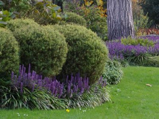 Royal Purple Liriope (Lilyturf)