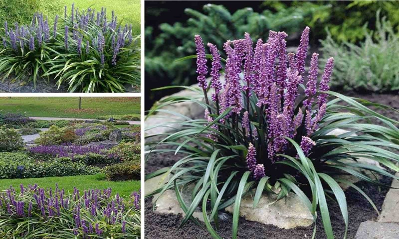Royal Purple Liriope (Lilyturf)