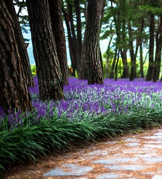 Royal Purple Liriope (Lilyturf)