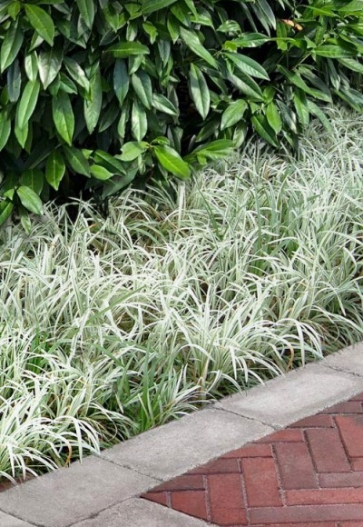 Silver Dragon Liriope