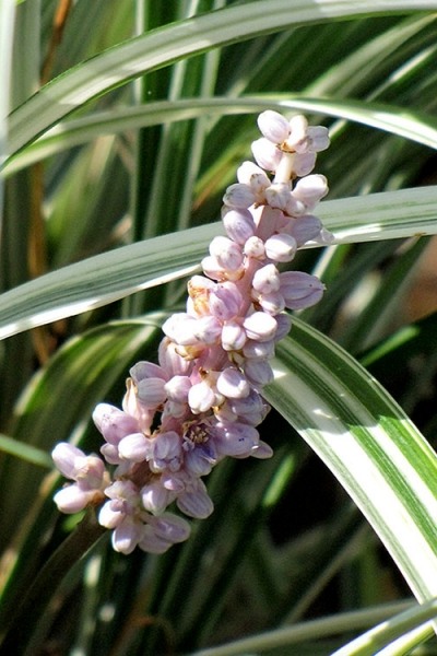 Silver Dragon Liriope