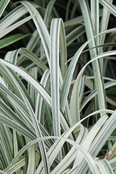 Silver Dragon Liriope