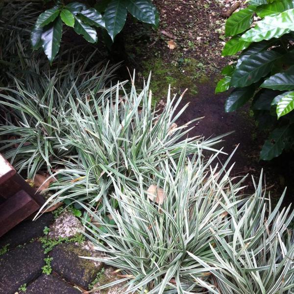 Silver Dragon Liriope