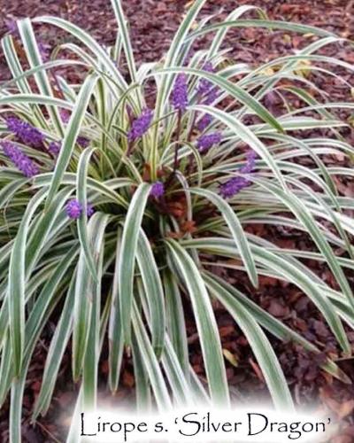 Silver Dragon Liriope