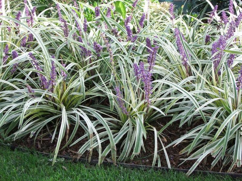 Silver Dragon Liriope