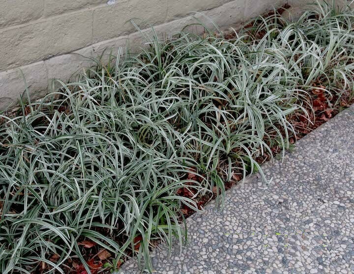 Silver Dragon Liriope