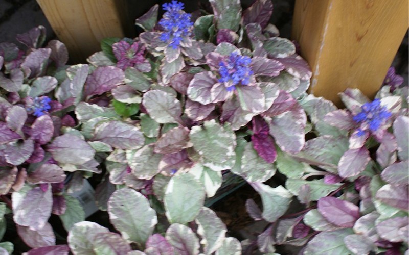 Burgundy Glow Ajuga