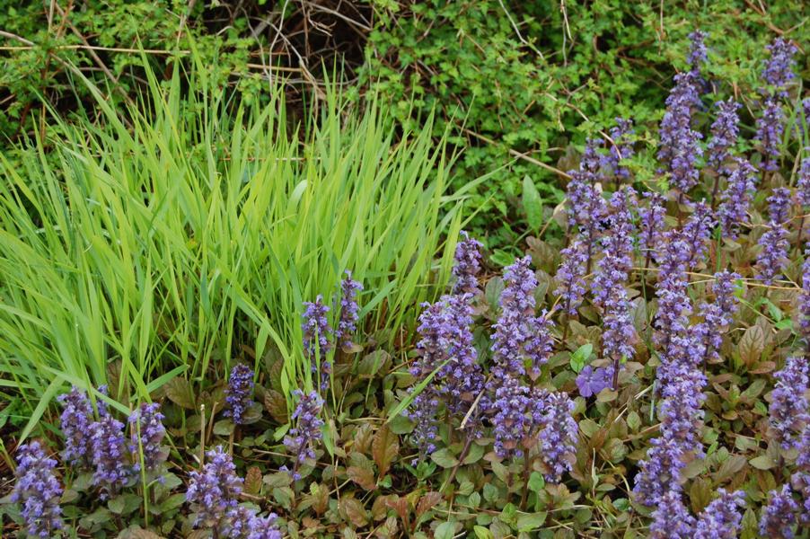 Burgundy Glow Ajuga