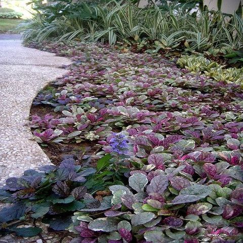 Burgundy Glow Ajuga