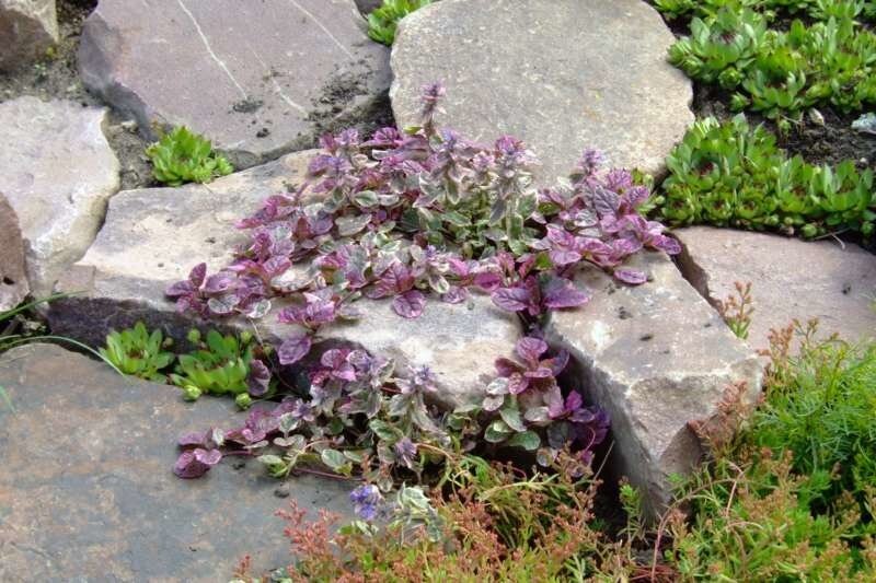Burgundy Glow Ajuga