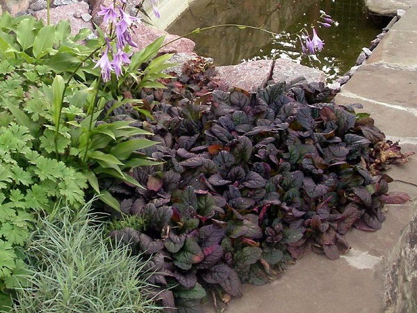 Burgundy Glow Ajuga