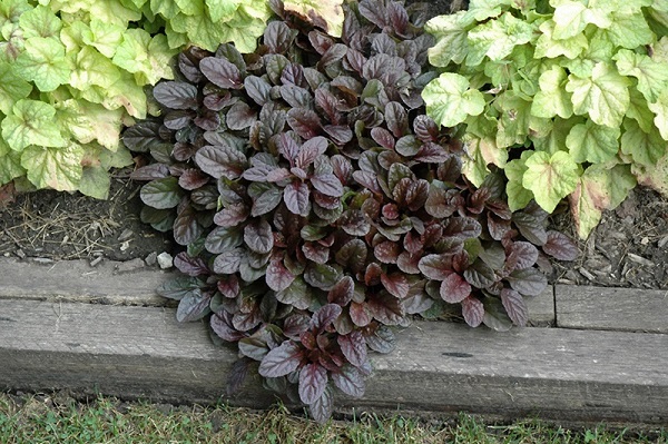 Burgundy Glow Ajuga