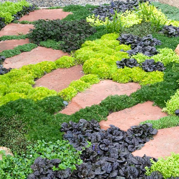 Burgundy Glow Ajuga