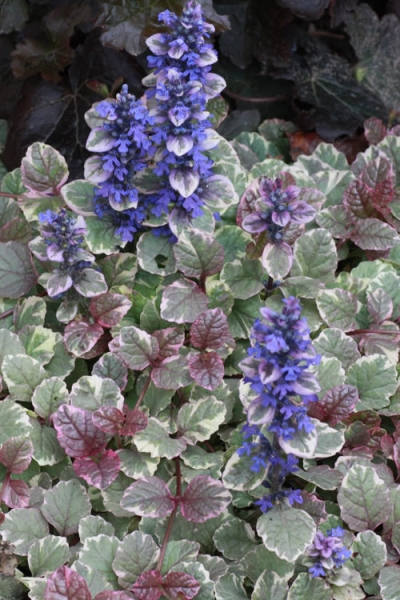 Burgundy Glow Ajuga