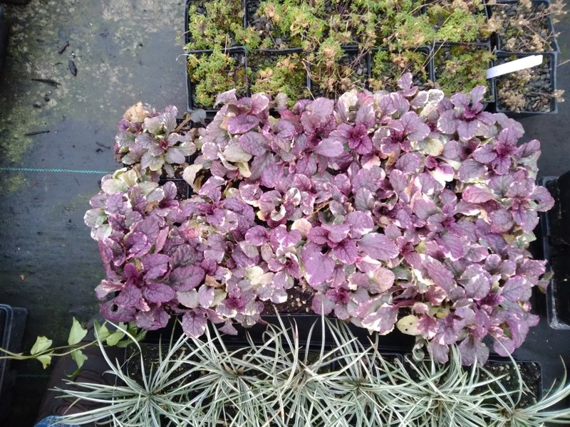 Burgundy Glow Ajuga