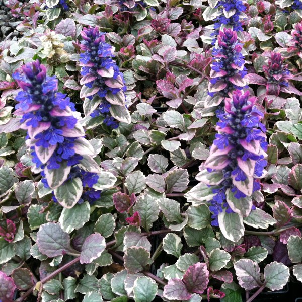 Burgundy Glow Ajuga