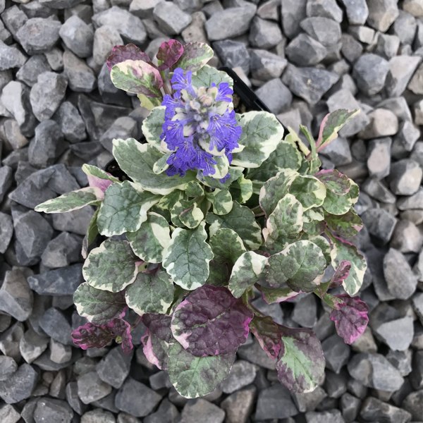 Burgundy Glow Ajuga