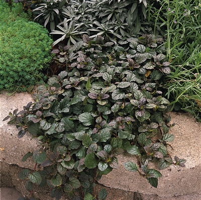 Burgundy Glow Ajuga