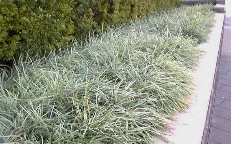 Aztec Grass