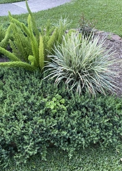 Aztec Grass