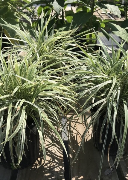Aztec Grass