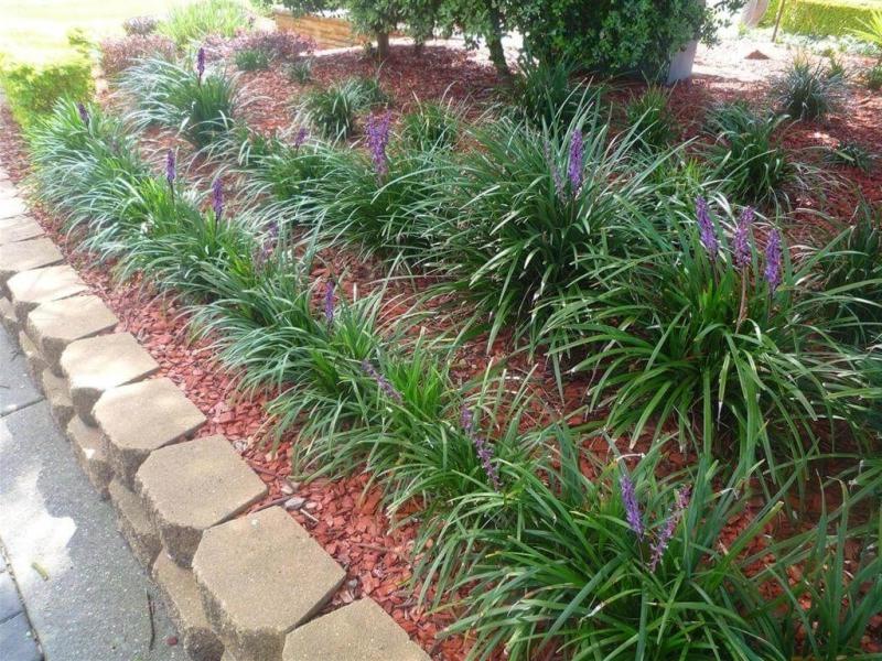 Evergreen Giant Liriope