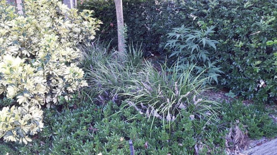 Evergreen Giant Liriope