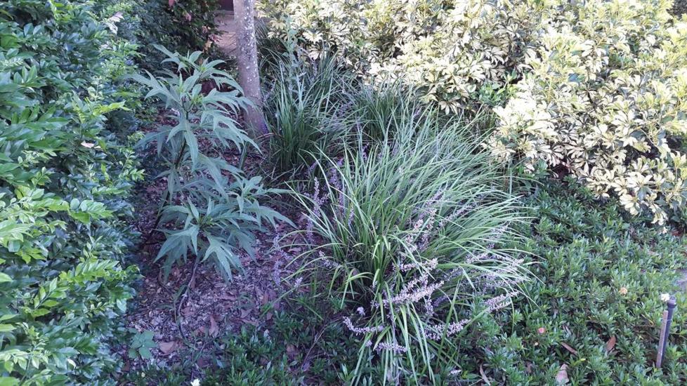 Evergreen Giant Liriope