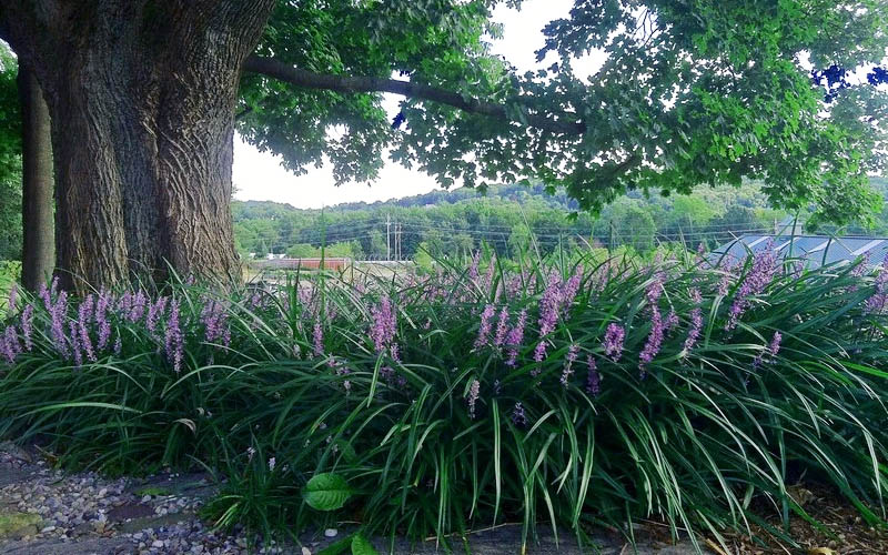 Evergreen Giant Liriope