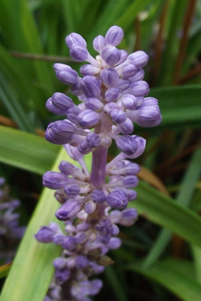 Evergreen Giant Liriope