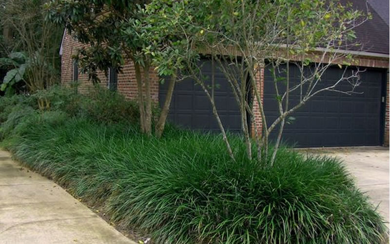 Evergreen Giant Liriope