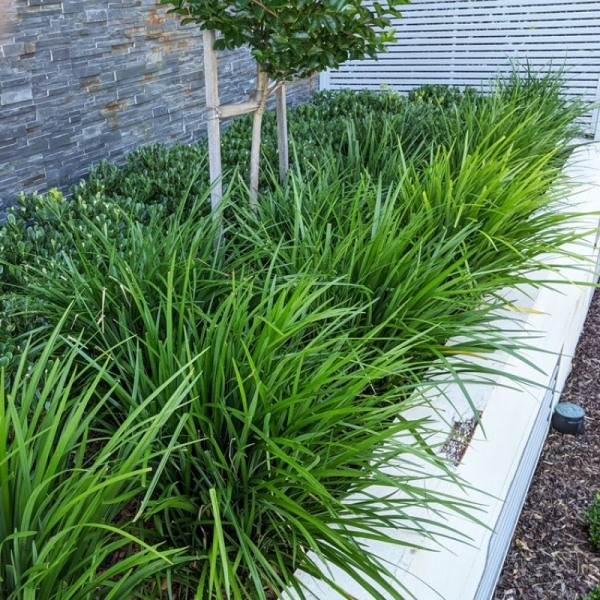 Evergreen Giant Liriope