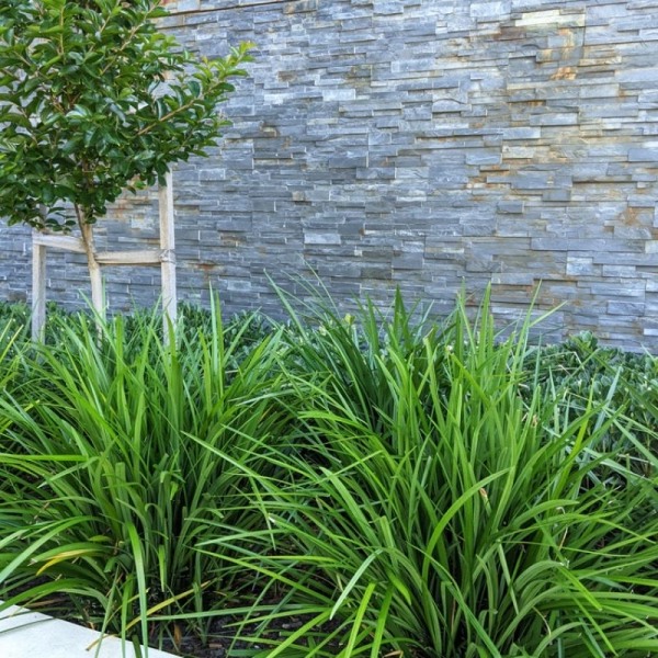Evergreen Giant Liriope