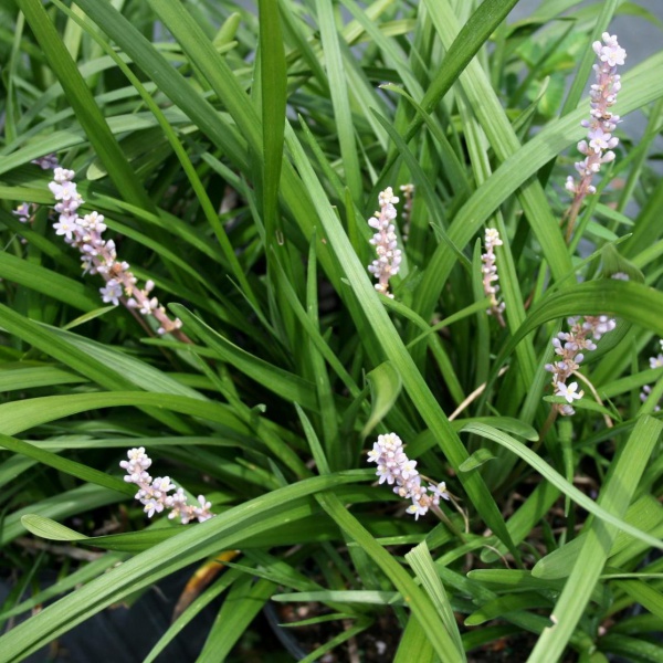 Evergreen Giant Liriope