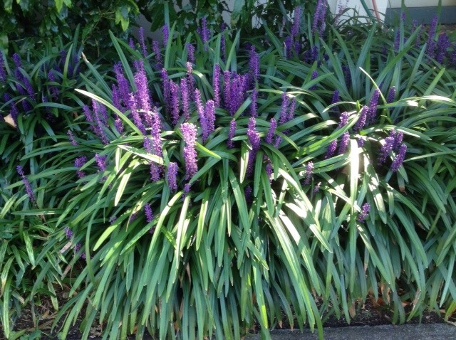 Evergreen Giant Liriope