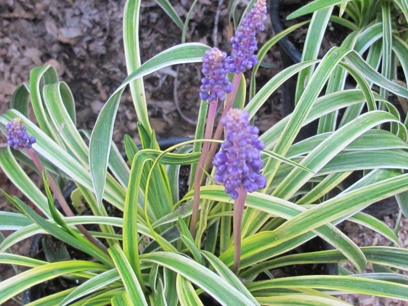 Silvery Sunproof Variegated Liriope