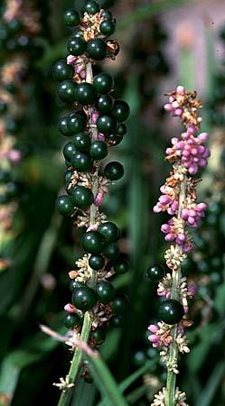 Silvery Sunproof Variegated Liriope
