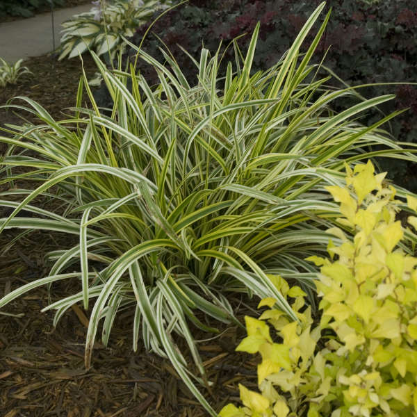 Silvery Sunproof Variegated Liriope