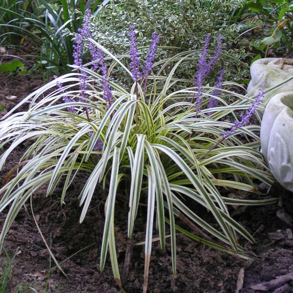 Silvery Sunproof Variegated Liriope