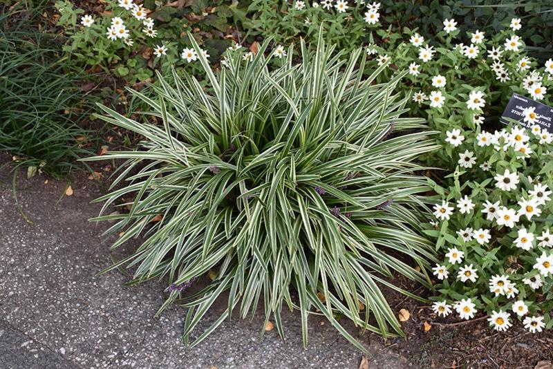 Silvery Sunproof Variegated Liriope