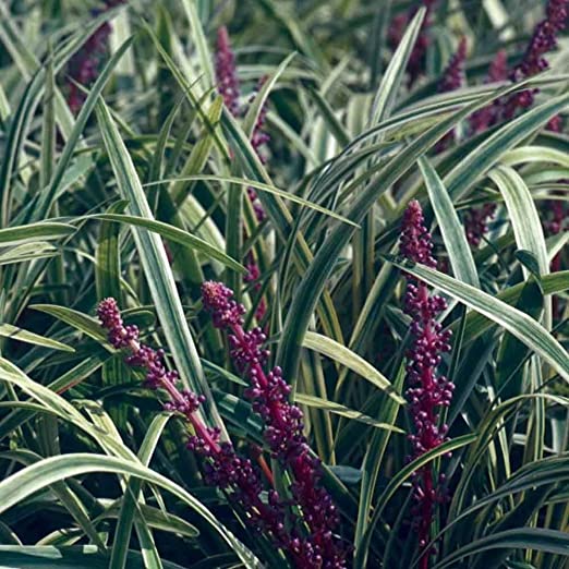 Silvery Sunproof Variegated Liriope