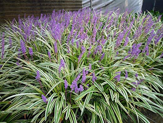 Silvery Sunproof Variegated Liriope