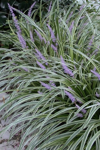 Silvery Sunproof Variegated Liriope