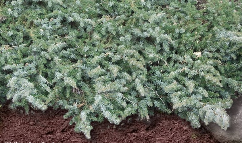 Silver Mist Juniper