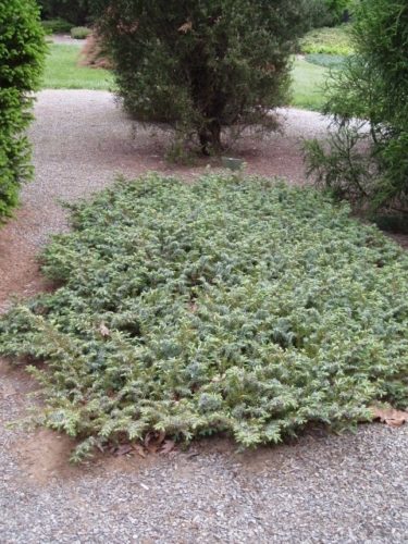 Silver Mist Juniper