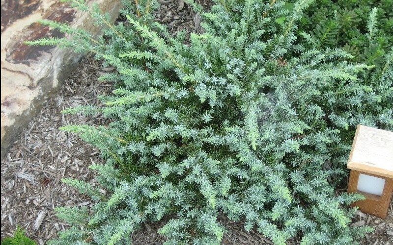 Silver Mist Juniper