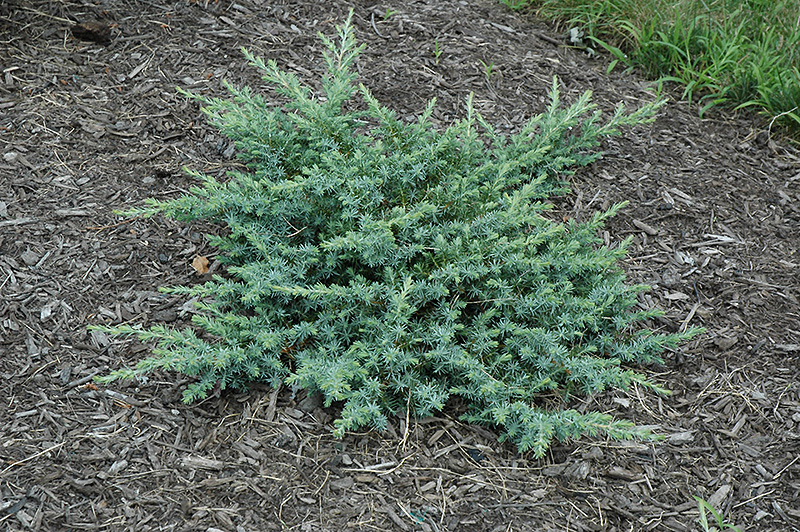 Silver Mist Juniper